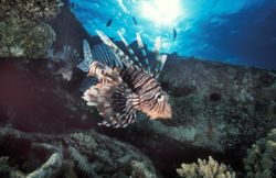 lionfish taken on Tile Wreck in Sha ab abu Nuhas in the R... by Len Deeley 